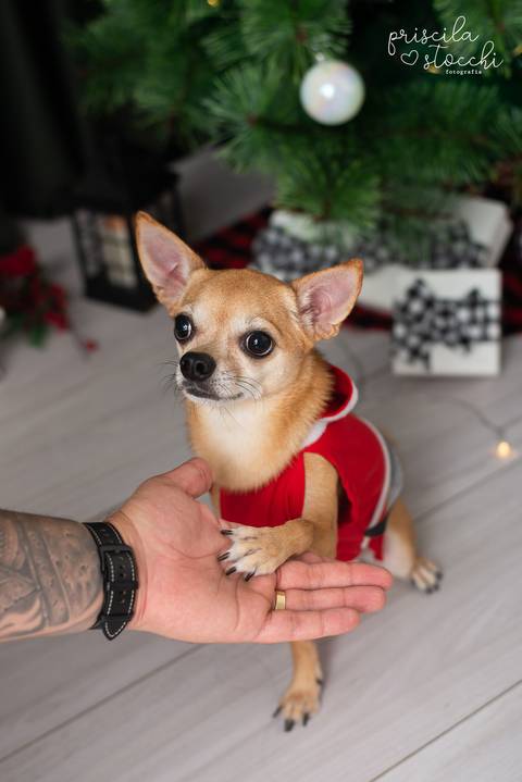 Ensaio de Natal Cachorro em São Paulo'