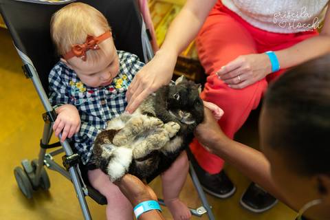 Festa Mini Zoo Pet Fazendinha Cotia SP'