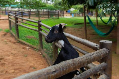 Festa Mini Zoo Pet Fazendinha Cotia SP'