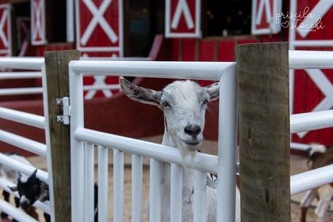 Festa Mini Zoo Pet Fazendinha Cotia SP'