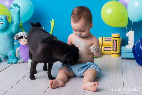 Smash the Cake com cachorro 
 Monstros SA Zona Sul São Paulo SP Estúdio '