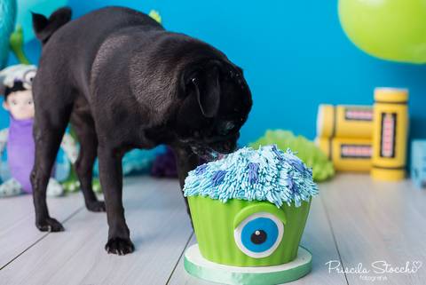 Smash the Cake com cachorro 
 Monstros SA Zona Sul São Paulo SP Estúdio '