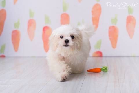 Ensaio Páscoa Estúdio São Paulo SP'