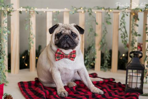 Mini Sessão de Natal 2019 com pet São Paulo'