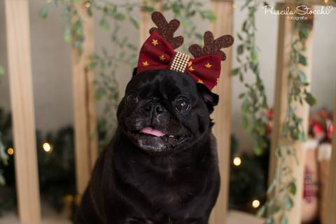 Mini Sessão Natal Com Pet 2019 São Paulo Zona Sul'