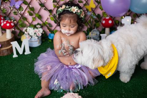 Smash the Cake com cachorro Jardim Encantado SP Zona Sul'