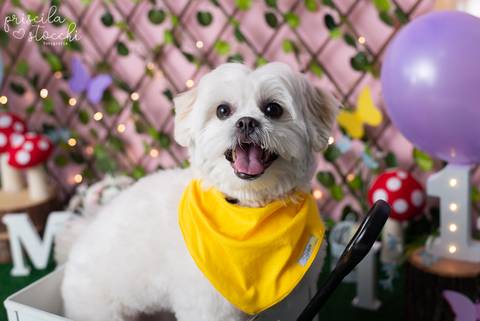 Smash the Cake com cachorro Jardim Encantado São Paulo'