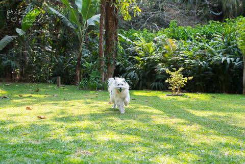 Fotografia Festa Infantil Aniversário 2 anos SP'