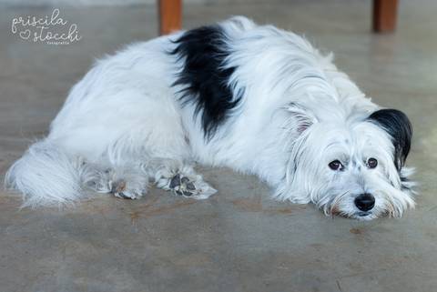Fotógrafa Aniversário Infantil Festa ao ar livre SP'