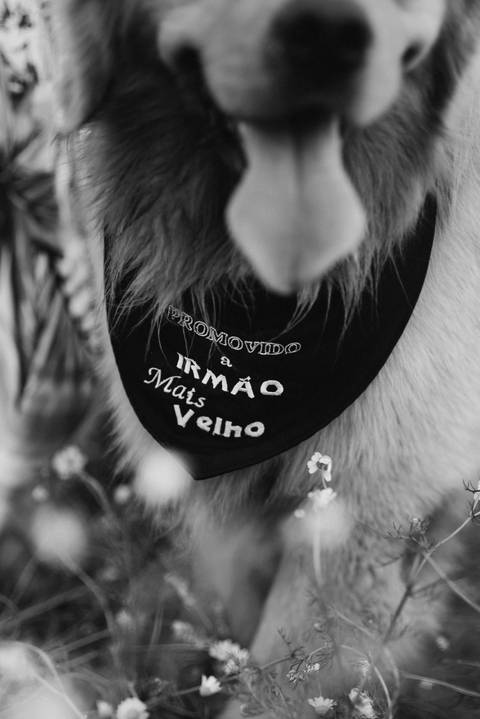 cachorro,golden retriever,golden,foto de cachorro,ensaio fotográfico de cachorro,ensaio de cachorro,ensaio fotografico,ensaio fotográfico,ensaio fotográfico canino,ensaio fotográfico de cães,ensaio'