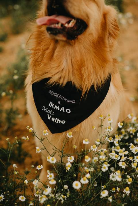 cachorro,golden retriever,golden,foto de cachorro,ensaio fotográfico de cachorro,ensaio de cachorro,ensaio fotografico,ensaio fotográfico,ensaio fotográfico canino,ensaio fotográfico de cães,ensaio'