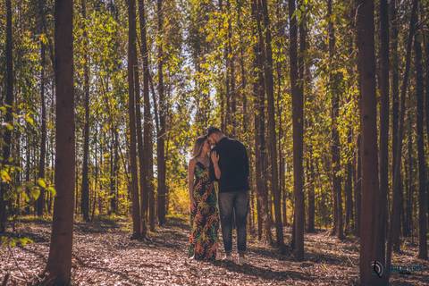 Campo de eucaliptos, ensaio em holambra, pre casamento em holambra, campo de girassol, girassol, casal no campo de girassol, fotos no campo de girassol, holambra, ensaio pre casamento girassol, foto campo de eucaliptos'