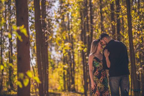 Campo de eucaliptos, ensaio em holambra, pre casamento em holambra, campo de girassol, girassol, casal no campo de girassol, fotos no campo de girassol, holambra, ensaio pre casamento girassol, foto campo de eucaliptos'