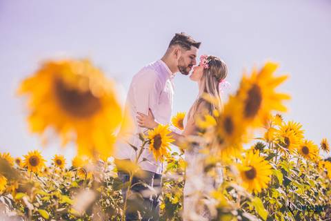 Campo de eucaliptos, ensaio em holambra, pre casamento em holambra, campo de girassol, girassol, casal no campo de girassol, fotos no campo de girassol, holambra, ensaio pre casamento girassol, foto campo de eucaliptos'