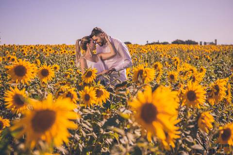 Campo de eucaliptos, ensaio em holambra, pre casamento em holambra, campo de girassol, girassol, casal no campo de girassol, fotos no campo de girassol, holambra, ensaio pre casamento girassol, foto campo de eucaliptos'