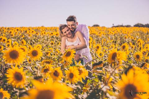 Campo de eucaliptos, ensaio em holambra, pre casamento em holambra, campo de girassol, girassol, casal no campo de girassol, fotos no campo de girassol, holambra, ensaio pre casamento girassol, foto campo de eucaliptos'