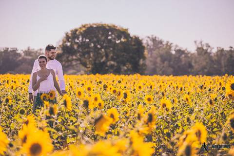 Campo de eucaliptos, ensaio em holambra, pre casamento em holambra, campo de girassol, girassol, casal no campo de girassol, fotos no campo de girassol, holambra, ensaio pre casamento girassol, foto campo de eucaliptos'