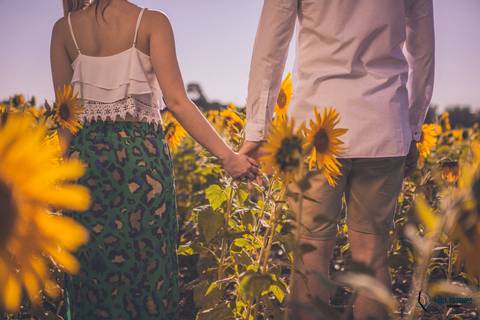 Campo de eucaliptos, ensaio em holambra, pre casamento em holambra, campo de girassol, girassol, casal no campo de girassol, fotos no campo de girassol, holambra, ensaio pre casamento girassol, foto campo de eucaliptos'