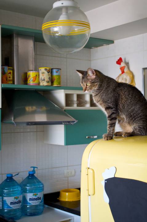 Gato na Cozinha'