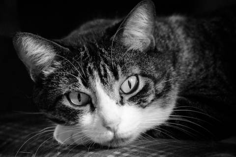 Gato - Preto e Branco'