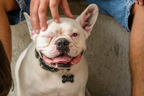 Ensaio de família em São Paulo - pet'
