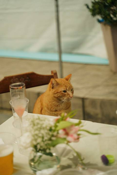 felipe-lopes-fotografia-fotografo-em-osorio-cerimonia-e-festa-de-casamento-intimista-a-noite-em-tramandai-RS'