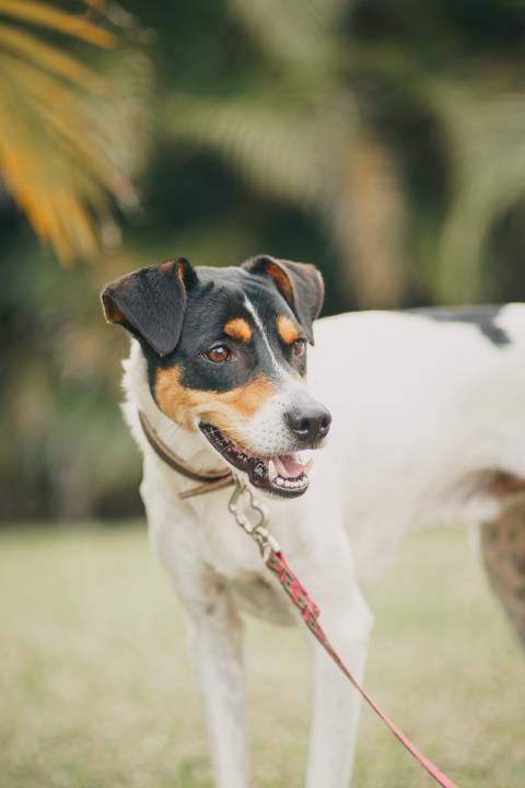 fotografo-em-osorio-felipe-lopes-fotografia-ensaio-de-casal-externo-na-natureza-com-cachorro-pet-em-tramandai-condominio-marina-park-residence'