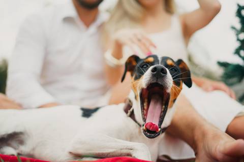 fotografo-em-osorio-felipe-lopes-fotografia-ensaio-de-casal-externo-na-natureza-com-cachorro-pet-em-tramandai-condominio-marina-park-residence'