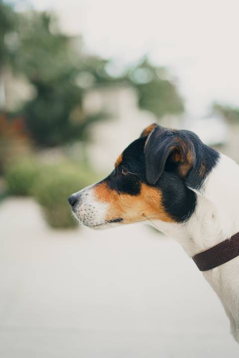 fotografo-em-osorio-felipe-lopes-fotografia-ensaio-de-casal-externo-na-natureza-com-cachorro-pet-em-tramandai-condominio-marina-park-residence'