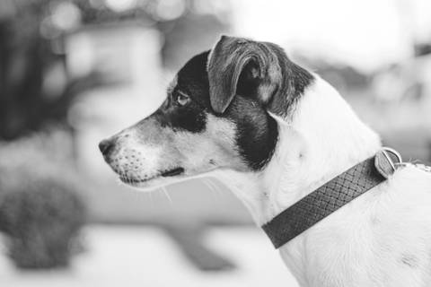 fotografo-em-osorio-felipe-lopes-fotografia-ensaio-de-casal-externo-na-natureza-com-cachorro-pet-em-tramandai-condominio-marina-park-residence'