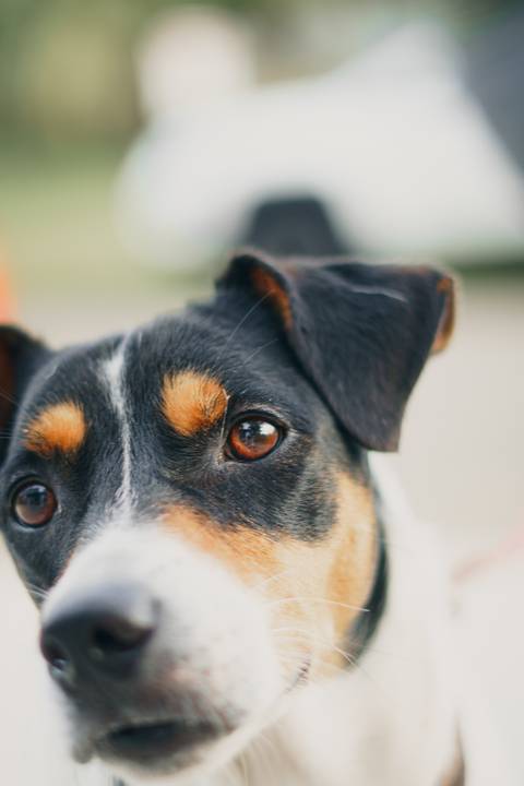 fotografo-em-osorio-felipe-lopes-fotografia-ensaio-de-casal-externo-na-natureza-com-cachorro-pet-em-tramandai-condominio-marina-park-residence'