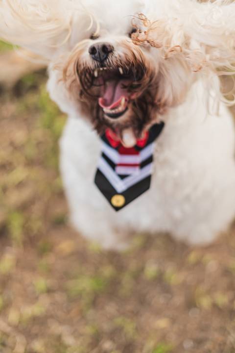 felipe-lopes-fotografia-fotografo-em-osorio-litoral-norte-gaucho-rs-ensaio-de-formatura-toga-medicina-veterinaria-fotos-com-cachorros-campo-e-cavalo-em-canoas'