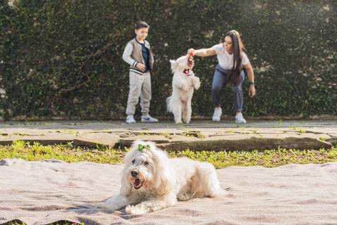 felipe-lopes-fotografia-fotografo-em-osorio-litoral-norte-gaucho-rs-ensaio-de-formatura-toga-medicina-veterinaria-fotos-com-cachorros-campo-e-cavalo-em-canoas'
