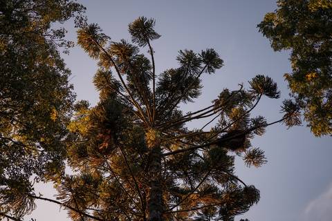 felipe-lopes-fotografia-fotografo-em-osorio-litoral-norte-gaucho-rs-cerimonia-de-casamento-externa-no-por-do-sol-natureza-em-novo-hamburgo-no-recanto-bueno'