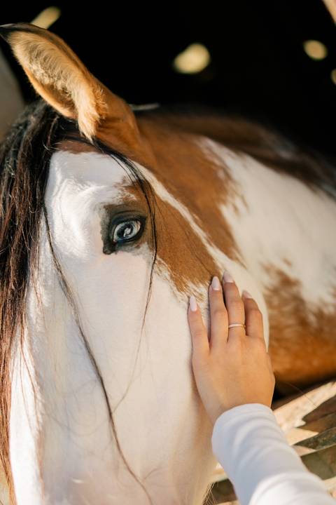 fotografo-em-osorio-litoral-norte-rio-grande-do-sul-felipe-lopes-fotografia-ensaio-de-xv-anos-quinze-no-campo-ct-guto-freire-cavalos-violino-por-do-sol-familia'