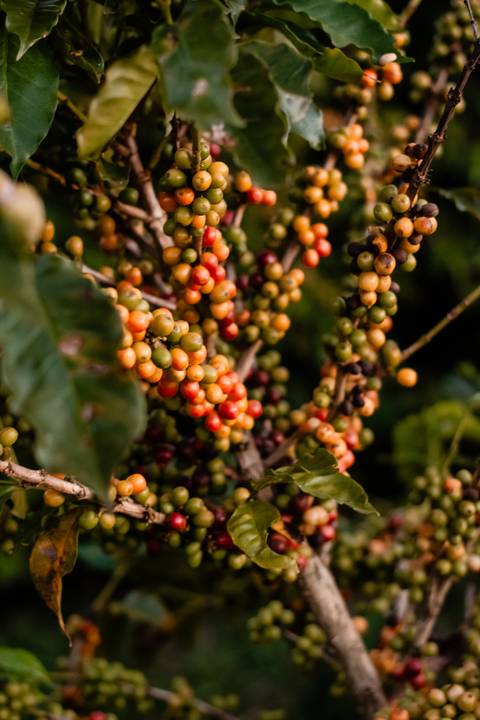 pre-wedding-michelly-igor-cuesta-café-may-e-jose-fotografia'