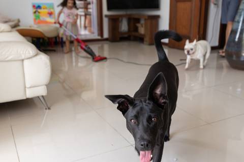 Fotografia de família com cachorros e criança na sala'