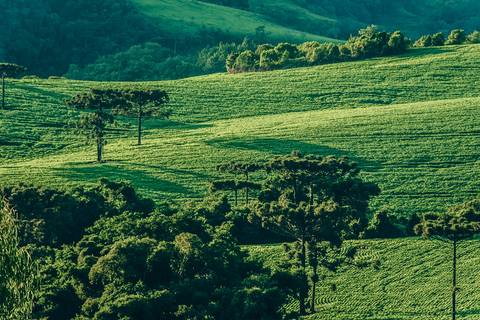 Campos do Paraná'
