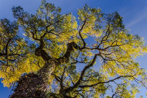 Inverno- Maringa'