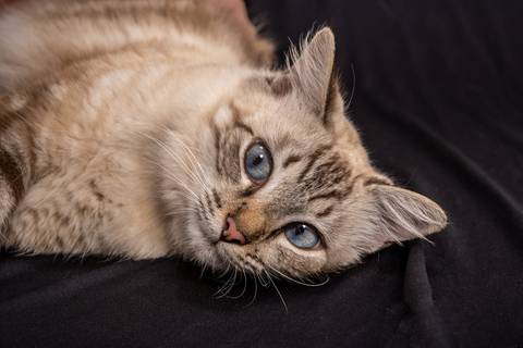 Ensaio Gestante em Estúdio de Taline Ohrana em Bom Jesus da Lapa'