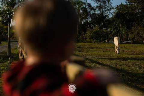 fotografo profissional aniversario joinville decoração festa junina simba festas ian 2 anos'