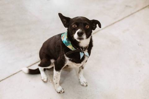 fotografo profissional em joinville aniversario friedmann platz thales 1 ano'