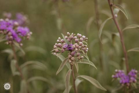 ensaio externo gestante jessica sani fotografo profissional daisy evaristo joinville campo alegre gravida'