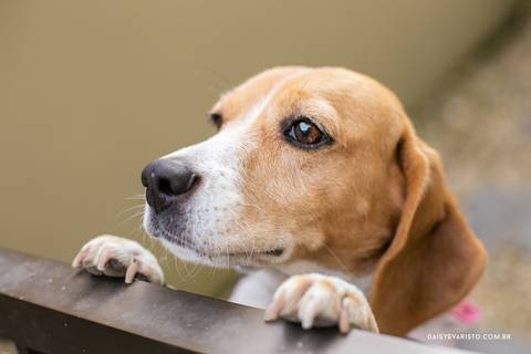 Luisa 10 anos  Daisy Evaristo Fotografia decoração tie dye fotografo aniversario joinville luna cachorro'