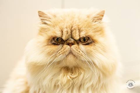 fotografo profissional joinville ensaio em casa estudio fotografia lifestyle Ensaio daisy evaristo Jussara Arthur John Bernardo bebe baby familia gato persa
'