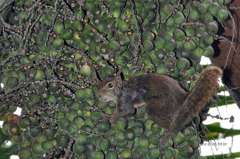 Festa final de ano Teleatlantic'