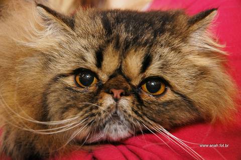 Feira Pet South America - Arca Brasil'