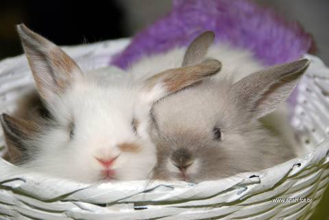 Evento aniversário infantil'