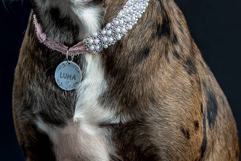 Ensaio pet  estúdio  São Paulo  por Ana Hochheim e Gabi'