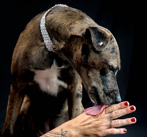 Ensaio pet  estúdio  São Paulo  por Ana Hochheim e Gabi'